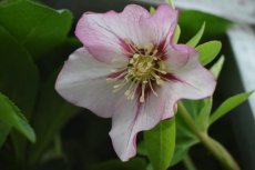 Helleborus orientalis 'Painted Bunting' | Nieskruid 40 C3