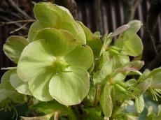 Helleborus orientalis ‘Yellow Lady’ | Nieskruid 50 P9