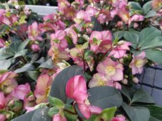 Helleborus 'Ice N' Roses® 'Roses Pink' | Nieskruid 25-30 C3