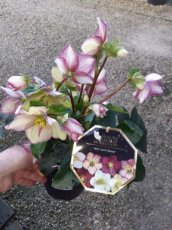 Helleborus 'Picotee' 25/30 C3