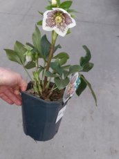 Helleborus 'Spring Promise® Conny' 20/25 C2