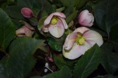 Helleborus x ballardiare 'Camelot' | Nieskruid 30 C1.5