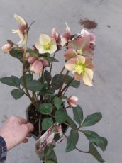 Helleborus x ballardiare 'HGC Merlin' 20/25 C2