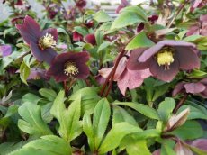 Helleborus x 'Valentina' 20/25 C3