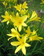 Hemerocallis altissima | Daglelie 170 P9