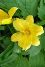 Hemerocallis 'Bakabana' | Daglelie 60 P9