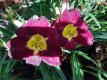 Hemerocallis 'Pardon Me' Hemerocallis 'Pardon Me' | Daglelie 50 P9