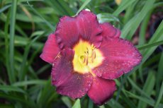 Hemerocallis 'Pardon Me' | Daglelie 50 P9