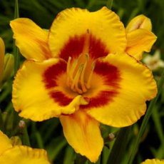 Hemerocallis 'Black Eyed Susan' | Daglelie 60 P9