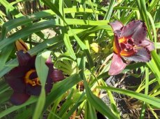 Hemerocallis 'Black Prince' | Daglelie 80 P9