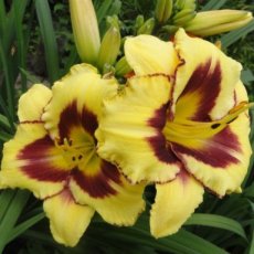 Hemerocallis 'Blackberry Candy' | Daglelie 60 P9