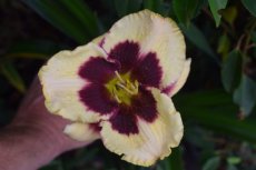 Hemerocallis 'Raspberry Candy' | Daglelie 70 P9