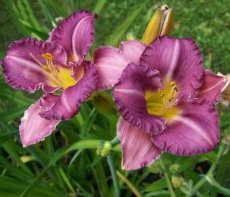 Hemerocallis 'Entrapment' | Daglelie 60 P9