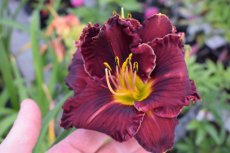 Hemerocallis 'Ruby Stella' | Daglelie 70 P9