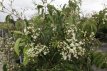 Heptacodium miconioides 60/80 C4 Heptacodium miconioides - Zevenzonenboom 60-80 C4