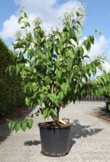 Heptacodium miconioides (meerstammig) 125-150 C30 ZEVENZONENBOOM