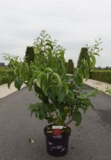 Heptacodium miconioides 'Tianshan'60/80 C10 Heptacodium miconioides 'Tianshan'®(='minhep') 60-80 C10