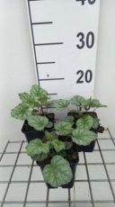 Heuchera americana 'Dale's Strain' | Purperklokje 30 P9