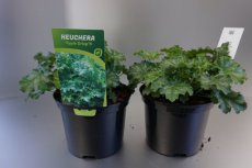 Heuchera hybr.‘Apple Crisp’® | Purperklokje 30 C2