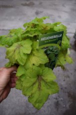 Heuchera hybr.‘Art Nouveau’® | Purperklokje 50 P9