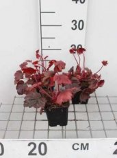 Heuchera 'Autumn Leaves'® | Purperklokje 20 P9