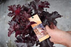 Heuchera hybr.‘Black Beauty’® | Purperklokje 50 C2