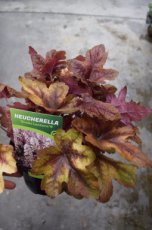 Heuchera ‘Brass Lantern’® | Purperklokje 50 C2