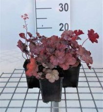 Heuchera hybr.‘Cherry Cola'® | Purperklokje 50 P9