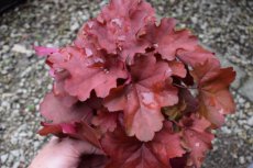 Heuchera ‘Coral Sea’ 30 C2