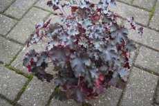 Heuchera ‘Crazy Rasta’® | Purperklokje 35 C2