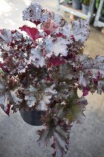 Heuchera hybr.‘Dark Secret’® | Purperklokje 35 P9