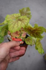 Heuchera ‘Delta Dawn’ | Purperklokje 40 P9