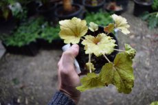 Heuchera 'Electra' | Purperklokje 30 P9