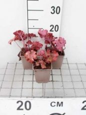 Heuchera hybr.'Fire Alarm'® | Purperklokje 25 P9