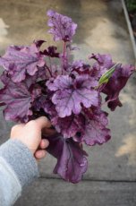 Heuchera ‘Forever Purple’® | Purperklokje 50 P9