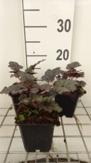 Heuchera hybr. 'Frosted Violet Dream' | Purperklokje 40 P9