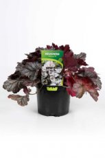 Heuchera ‘Glitter’®(=Coral Bells) | Purperklokje 30 P9