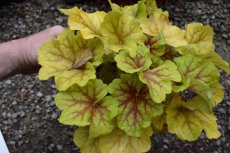 Heuchera ‘Happy Flames’® | Purperklokje 35 C2