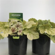 Heuchera ‘Happy Moon’® | Purperklokje 35 C2