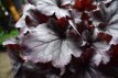 Heuchera 'Huckleberry' 40 P9 Heuchera hybr.'Huckleberry' | Purperklokje 40 P9