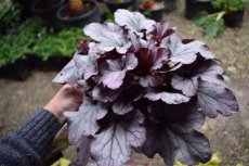 Heuchera hybr.'Huckleberry' | Purperklokje 40 P9