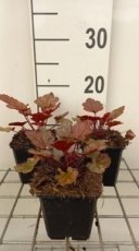 Heuchera hybr. 'Peach Flambe'® | Purperklokje 40 P9