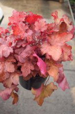 Heuchera hybr.'Indian Summer Cranberry' | Purperklokje 40 C2