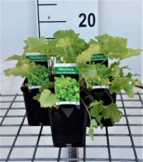 Heuchera hybr. ‘Lime Marmalade’® | Purperklokje 35 P9