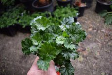 Heuchera 'Little Cuties Peppermint®' | Purperklokje 15 P9