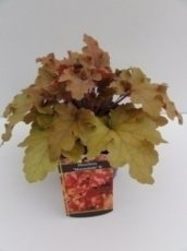 Heuchera ‘Marmalade’® 35 C2 Heuchera ‘Marmalade’® | Purperklokje 35 C2