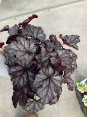 Heuchera ‘Mulberry’® 50 C2 Heuchera ‘Mulberry’® | Purperklokje 50 C2