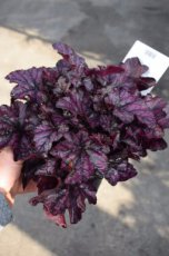 Heuchera hybr.‘Mulberry’® | Purperklokje 50 P9