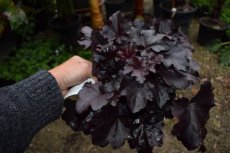 Heuchera ‘Obsidian’® 50 C2 Heuchera ‘Obsidian’® | Purperklokje 50 C2