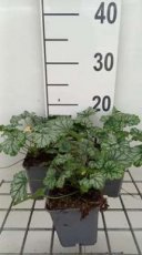 Heuchera hybr. 'Paris'® | Purperklokje 35 P9
